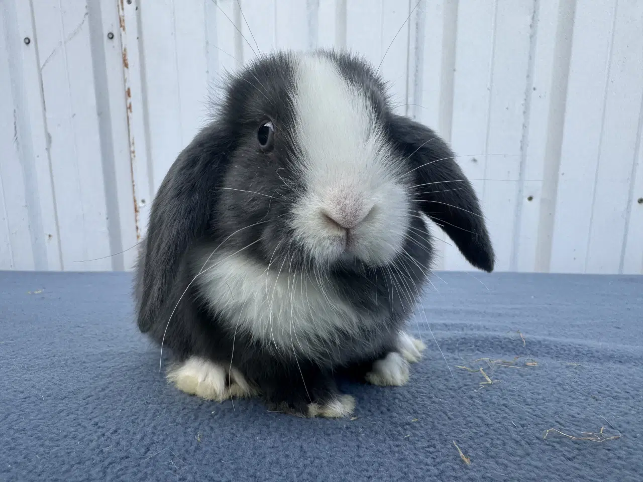 Billede 2 - Dværgvædder/Mini lop hunkanin