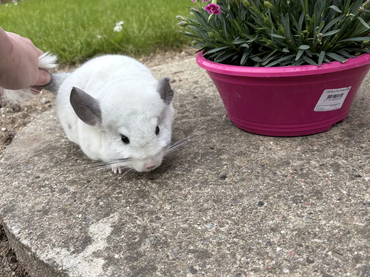 Billede 2 - HAN Wilson White chinchilla 