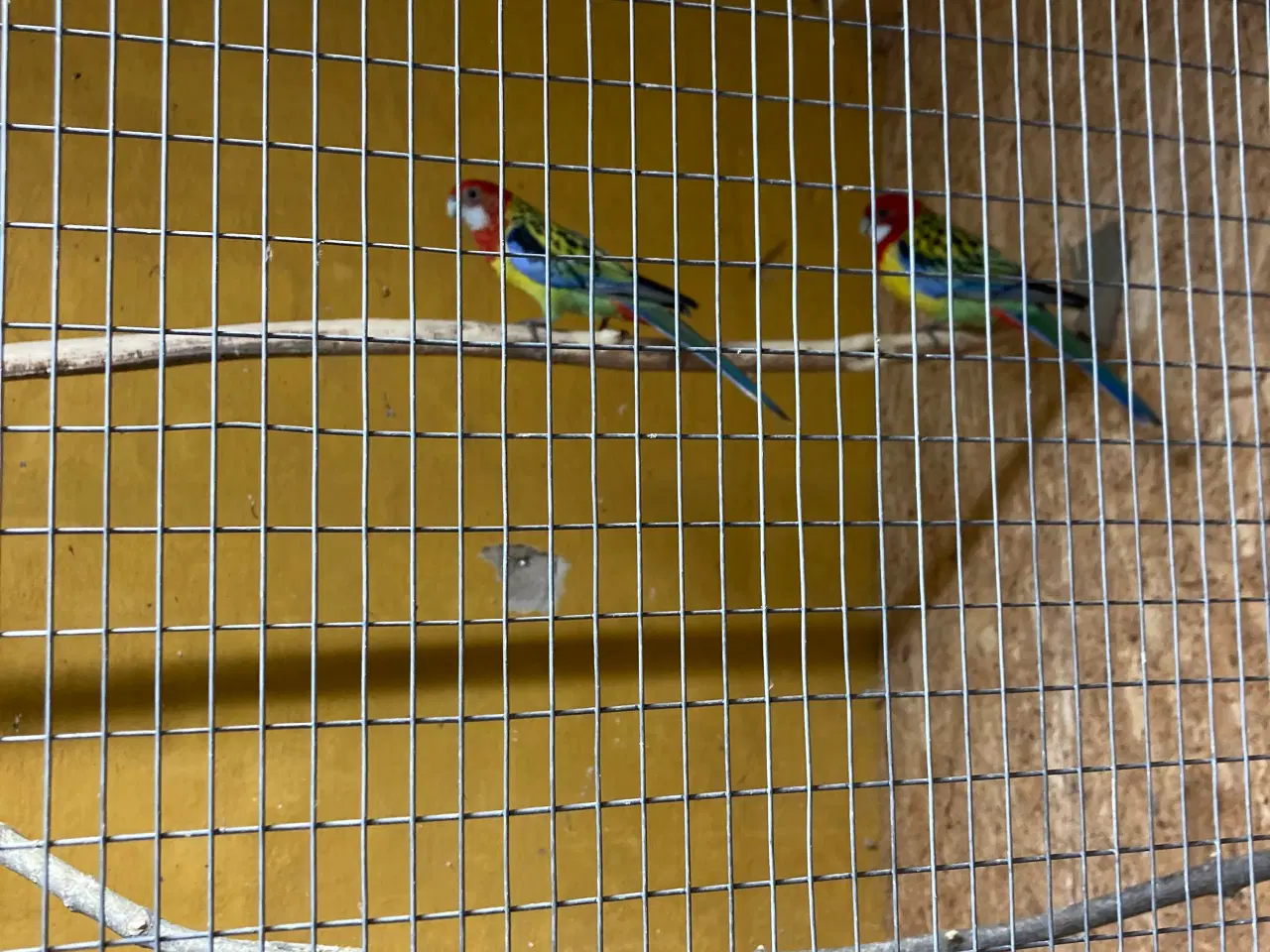 Billede 1 - Et par alm Rosellaer 450kr par