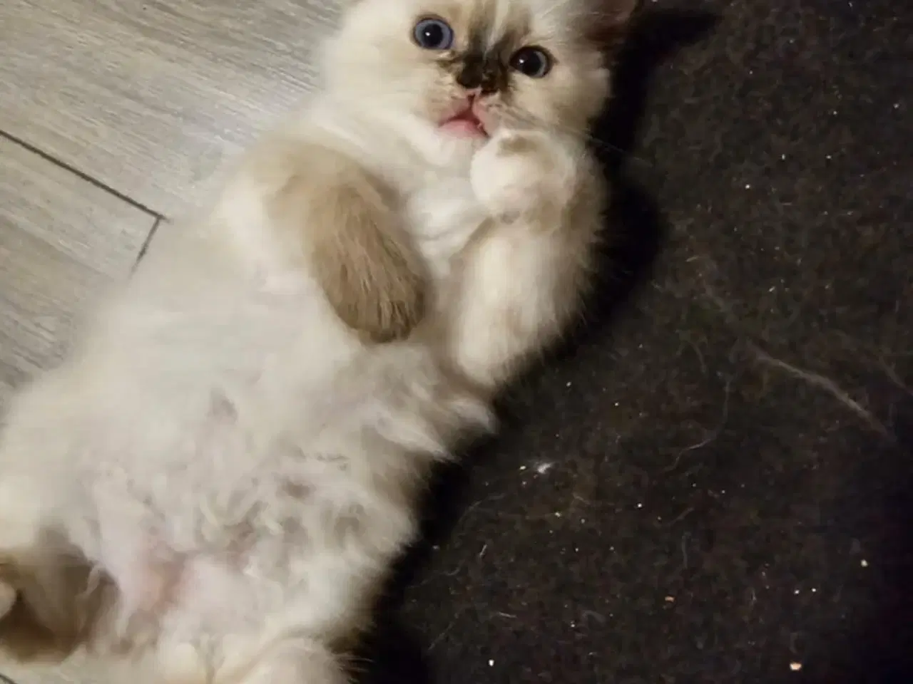 Billede 2 - Hellig birma/ragdoll blandinger 