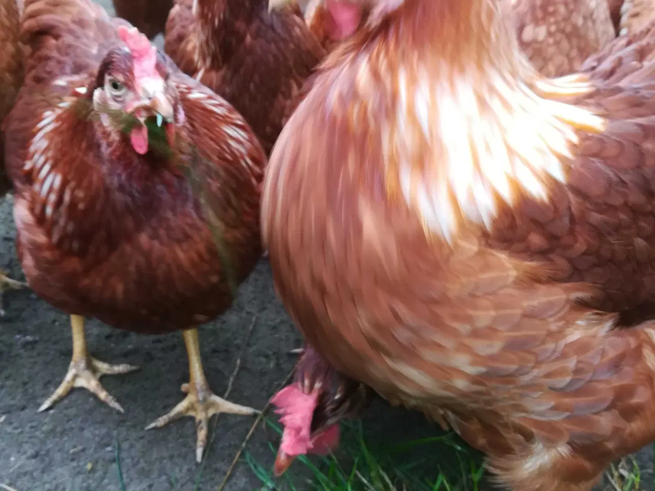 Billede 4 - God ægge lægger røde amerikaner 22 uge 