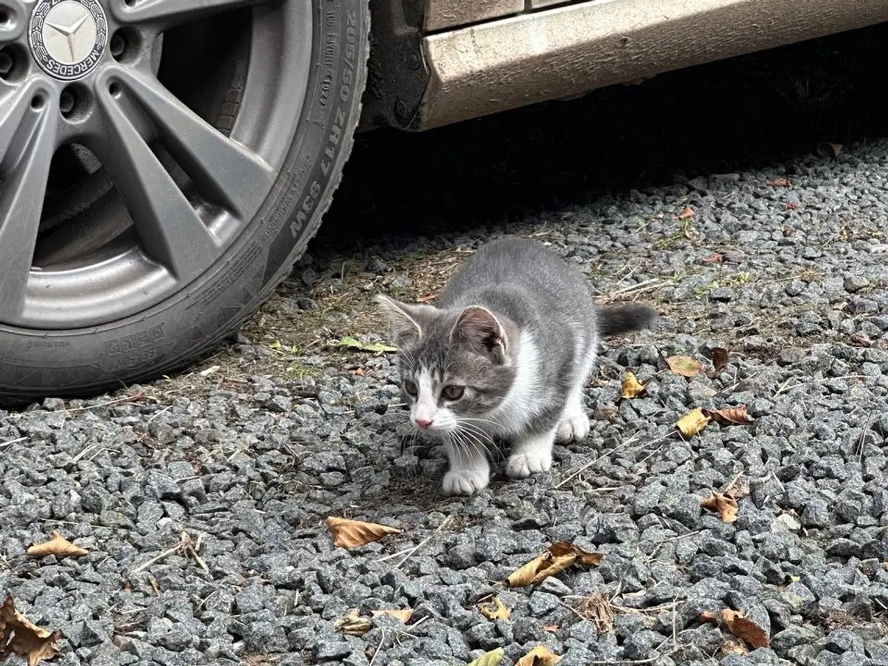 Billede 4 - Små killinger søger en familie😻