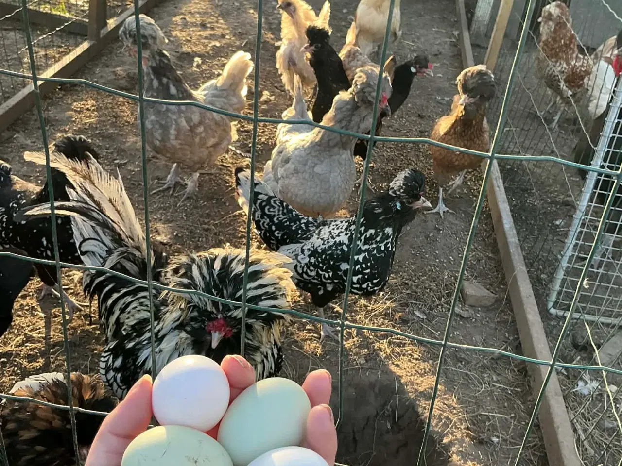 Billede 1 - EKSTREMT PRODUKTIVE - Rugeæg fra dværghøns