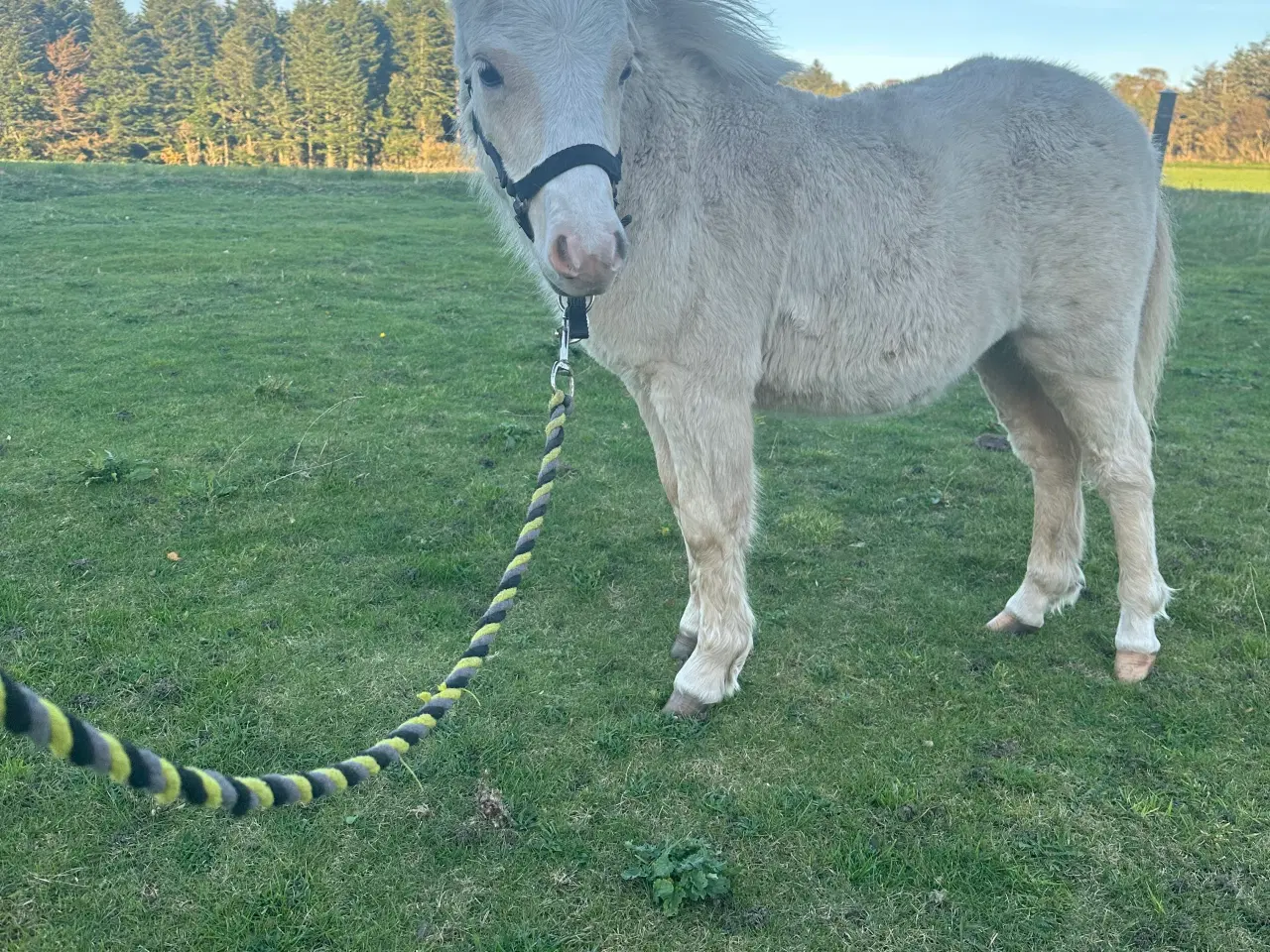 Billede 2 - Palomino hingste føl