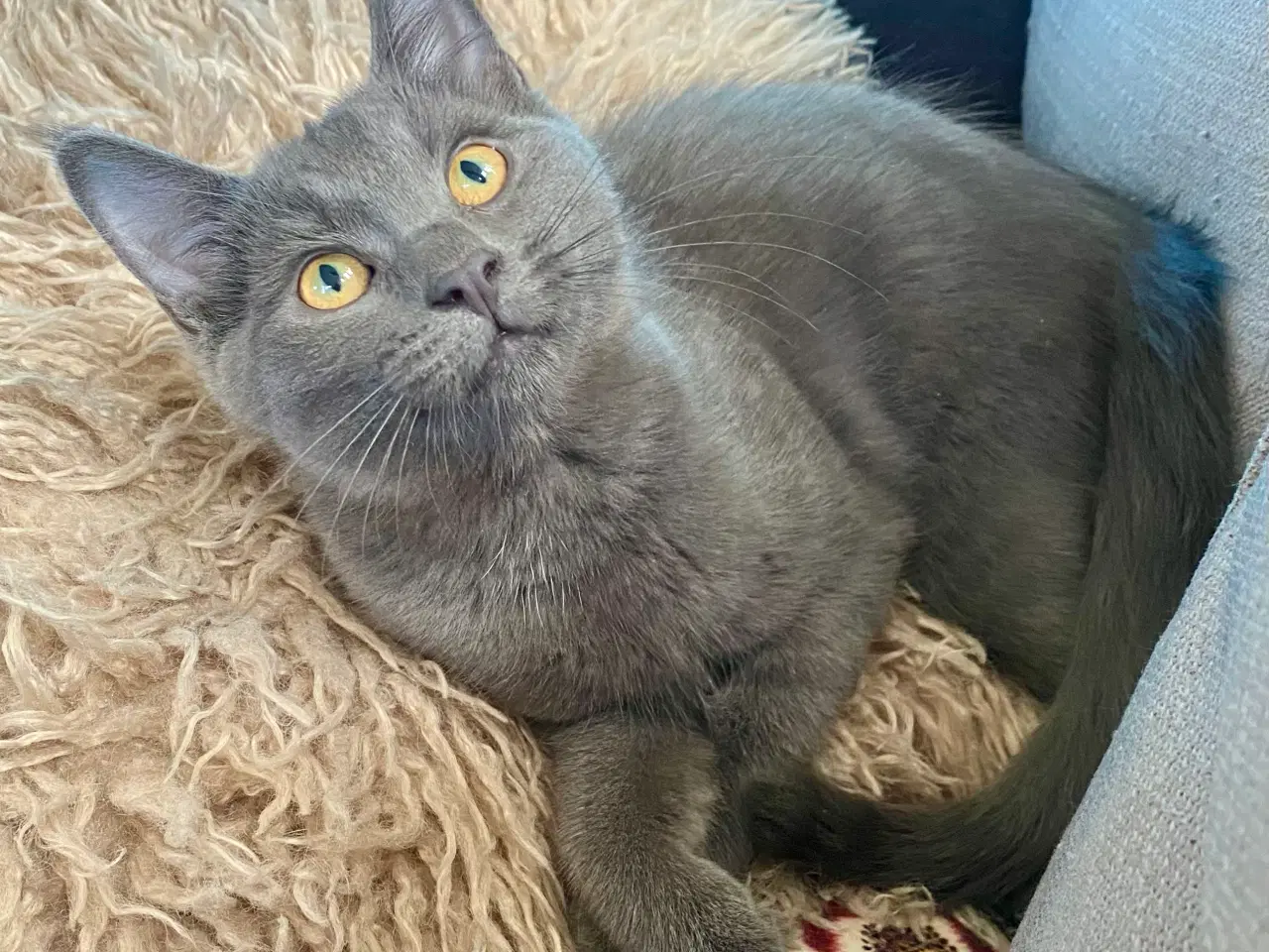 Billede 12 - Maine Coon/Perser/Huskat killinger