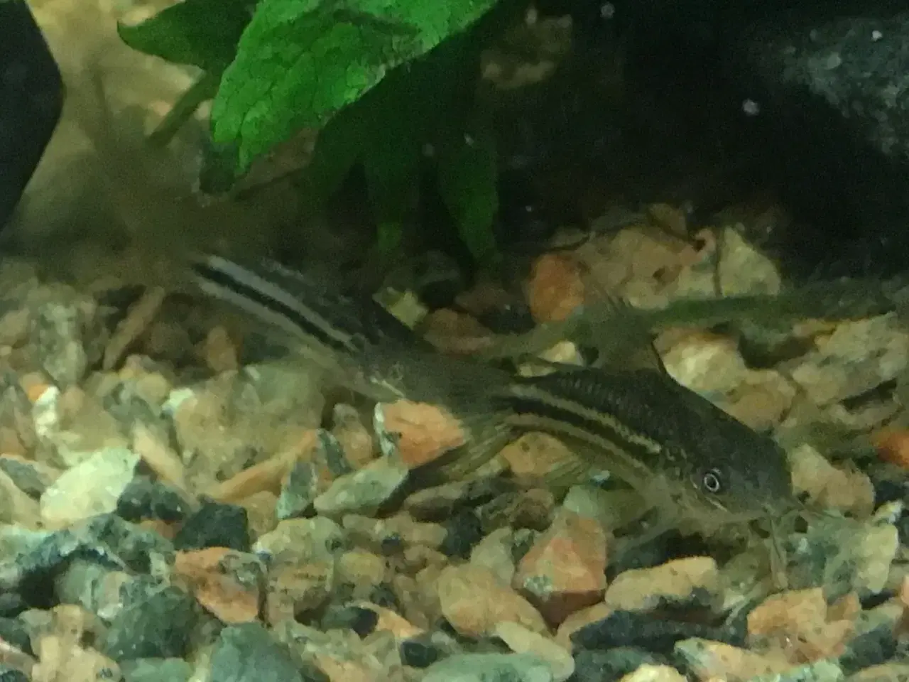 Billede 2 - Corydoras trilineatus trestribe. ungfisk dk