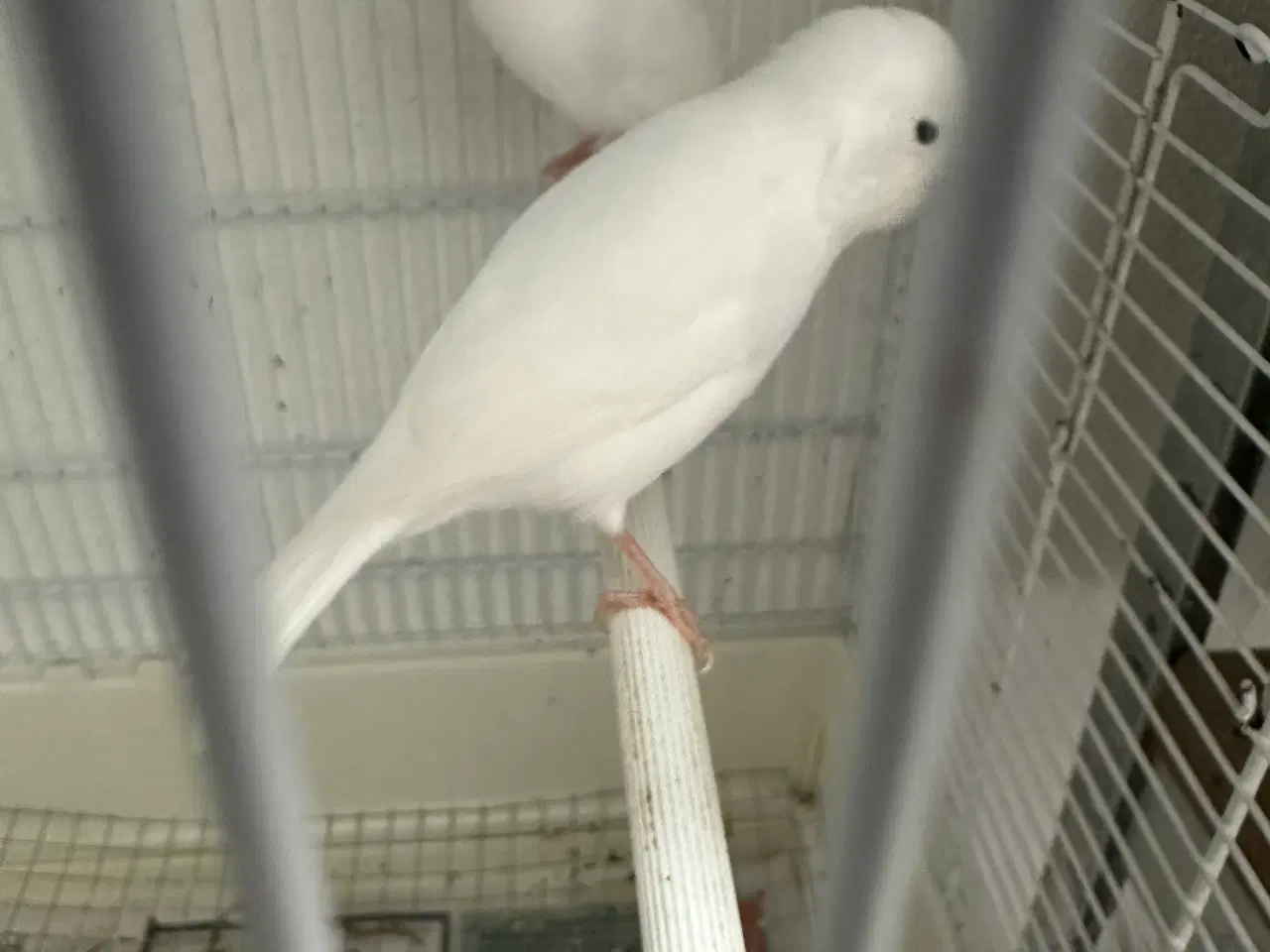 Billede 3 - Et par hvid racisev