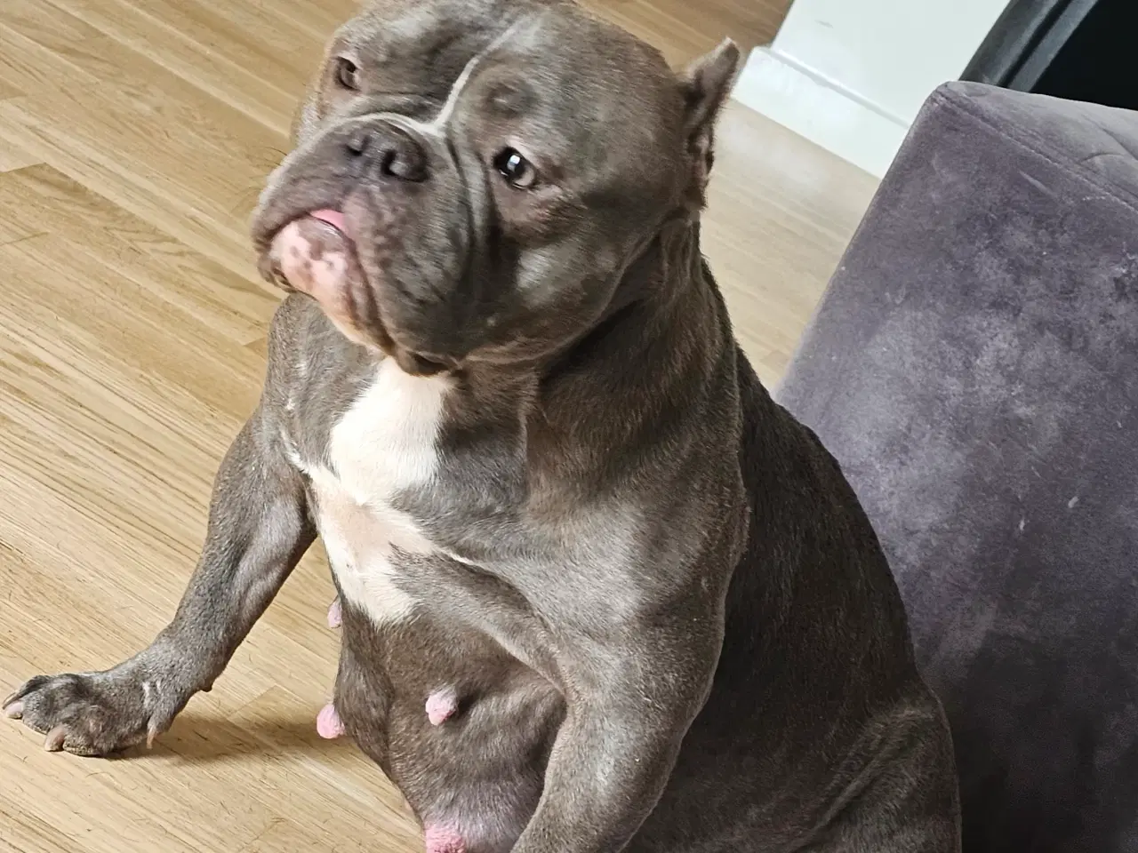 Billede 13 - American bully 