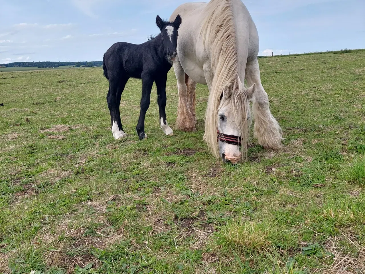 Billede 5 - Skøn lille hingst søger kommende makker