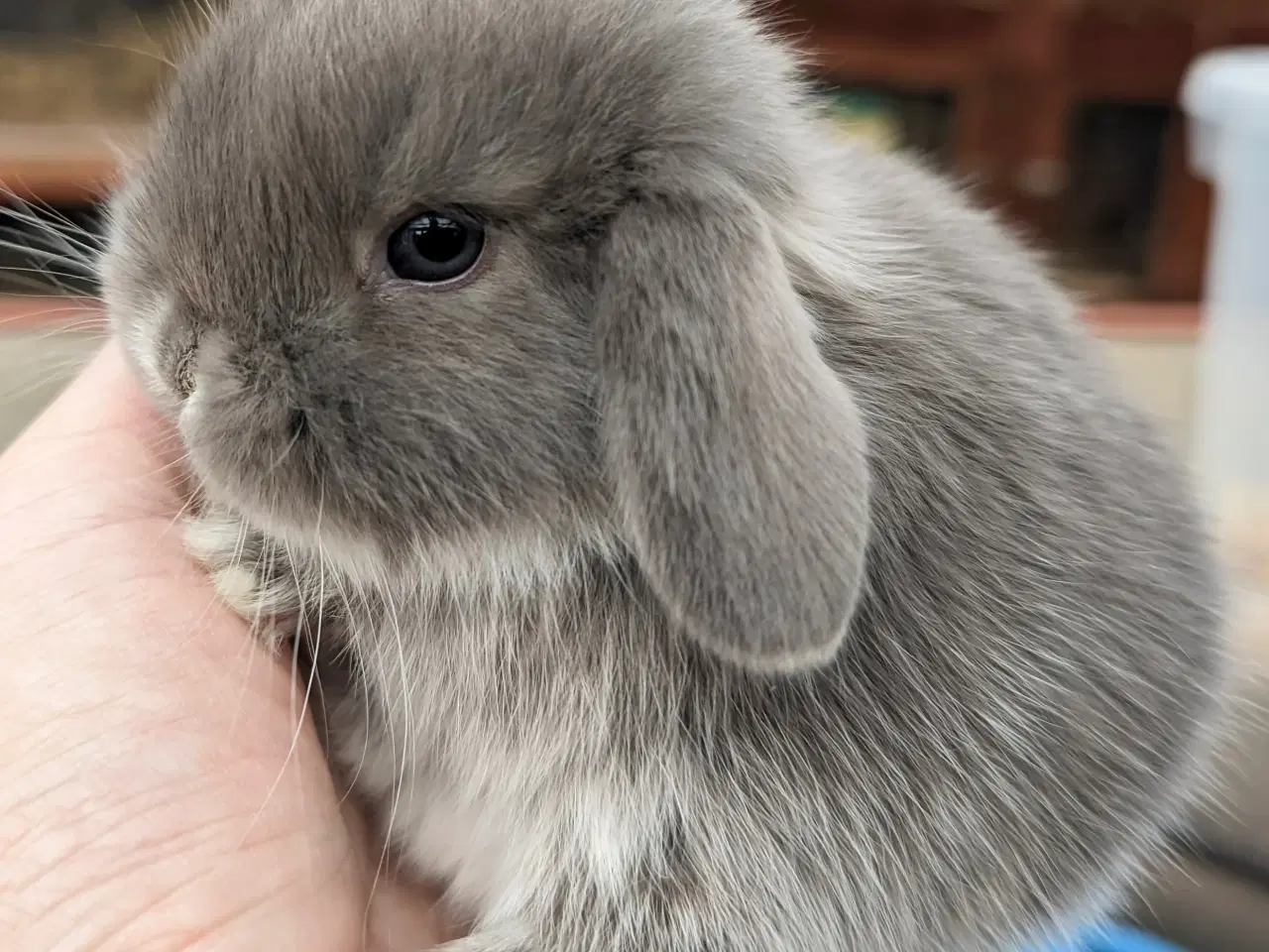 Billede 4 - Minilop kaninunge sælges 