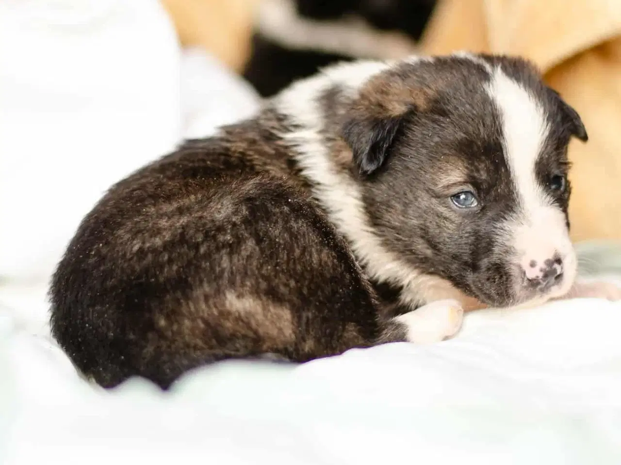 Billede 5 - Smukke Tora søger hjem 