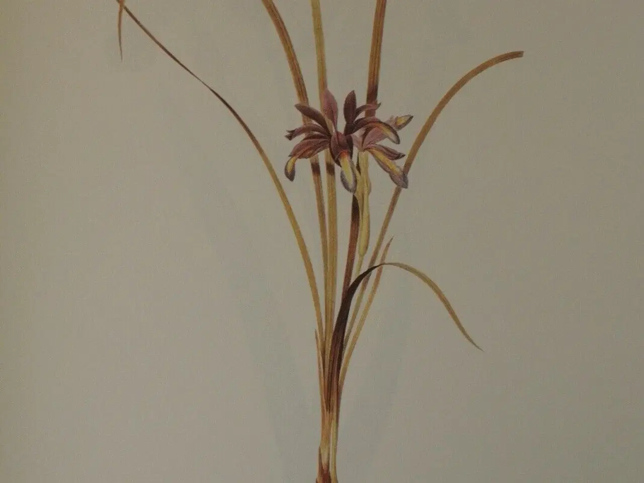 Billede 4 - redoute lilies - print book - 50 selected prints, 