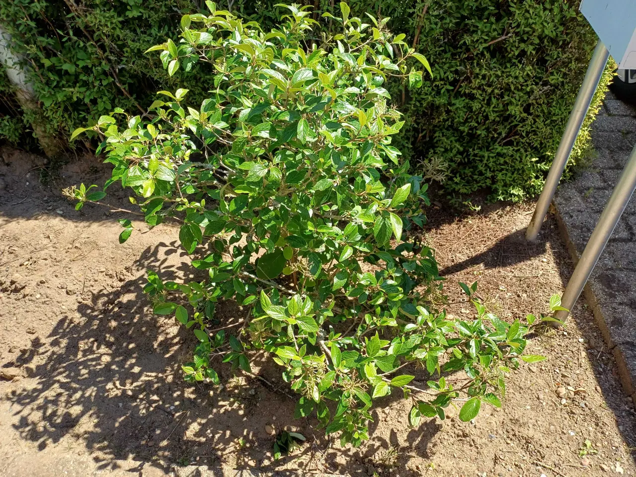 Billede 3 - Gratis Planter