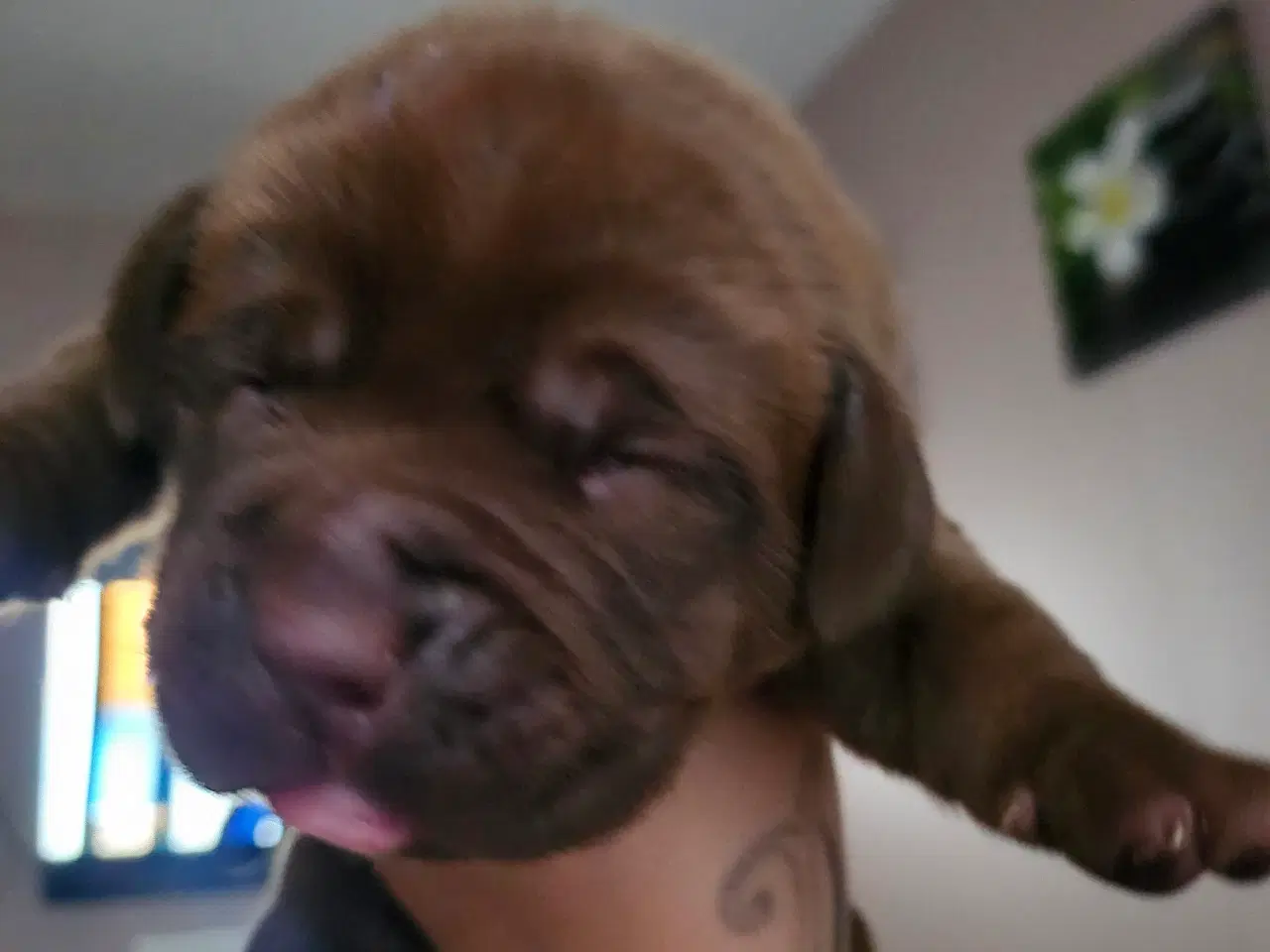 Billede 7 - Dogue de bordeaux blandings hvalpe