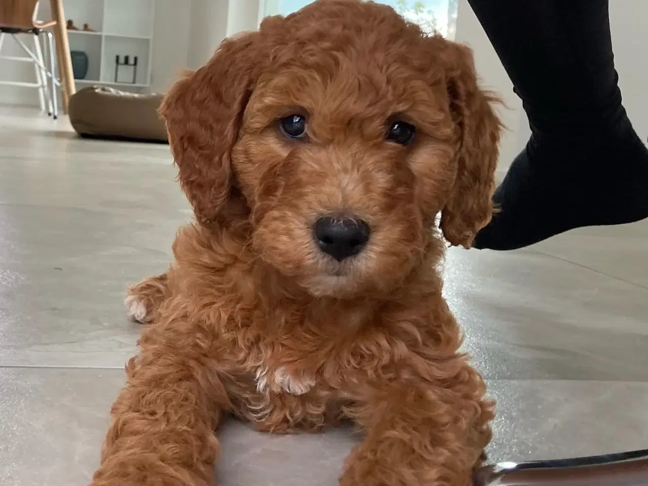 Billede 1 - Goldendoodle rød abrikos