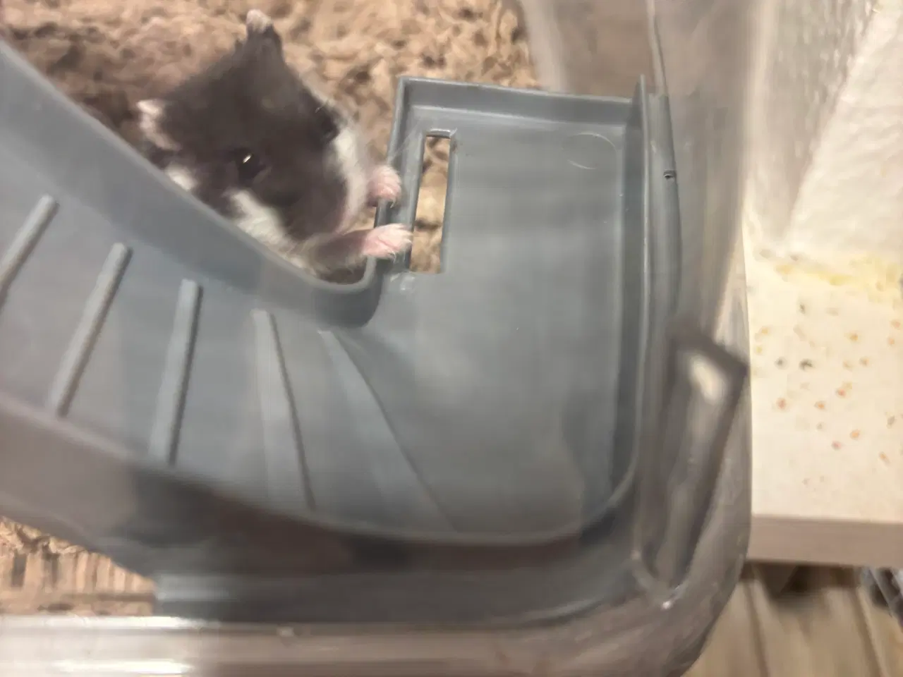 Billede 7 - Guldhamster