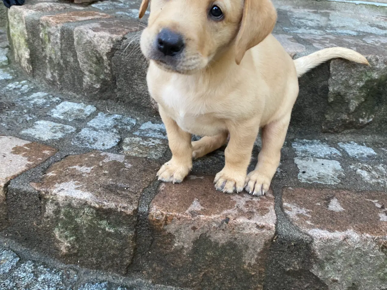 Billede 4 - Labrador Retriever Dkk