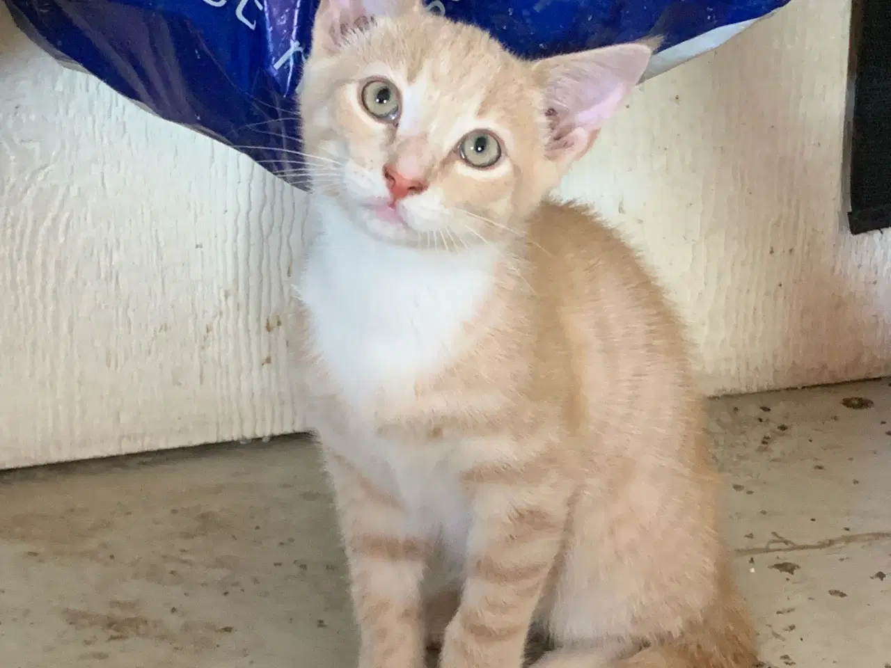 Billede 4 - 25 % mainecoon killinger sælges