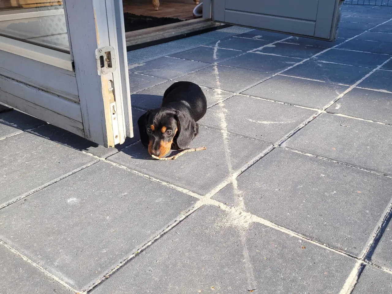 Billede 3 - Dværg gravhund korthåret tæve