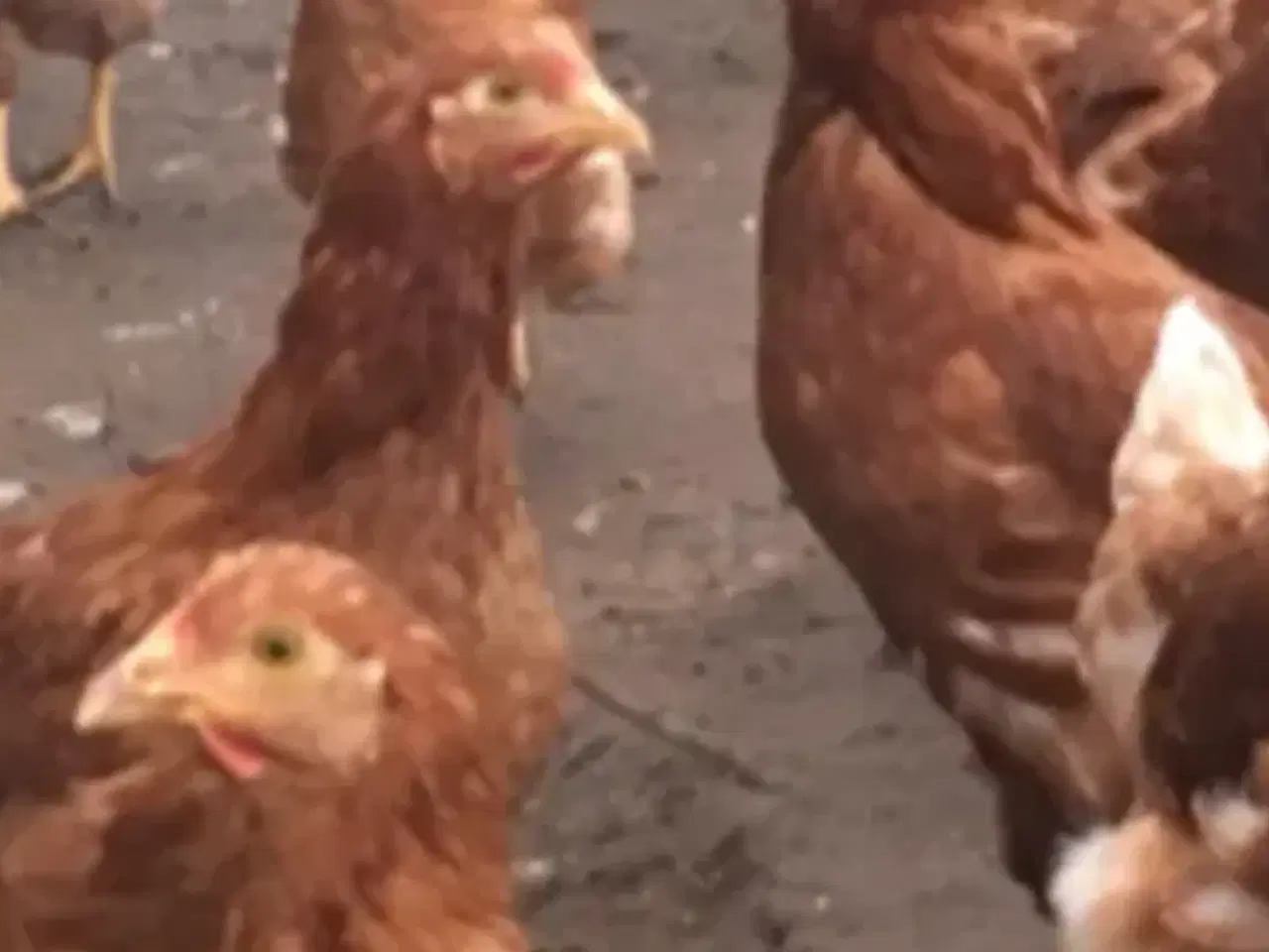 Billede 2 - Isa Brown 19 uge