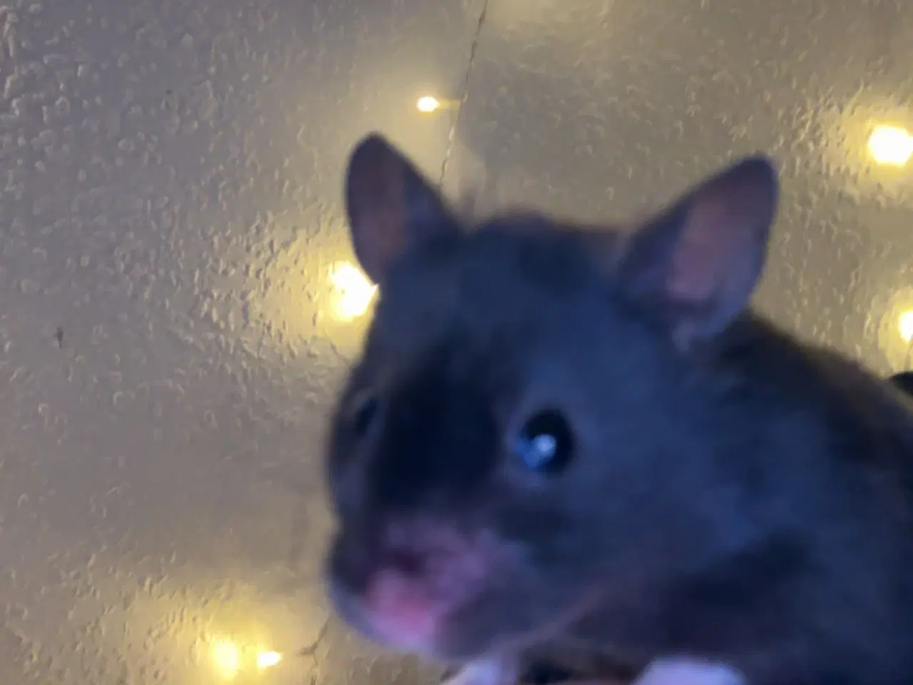 Billede 4 - Guldhamster 