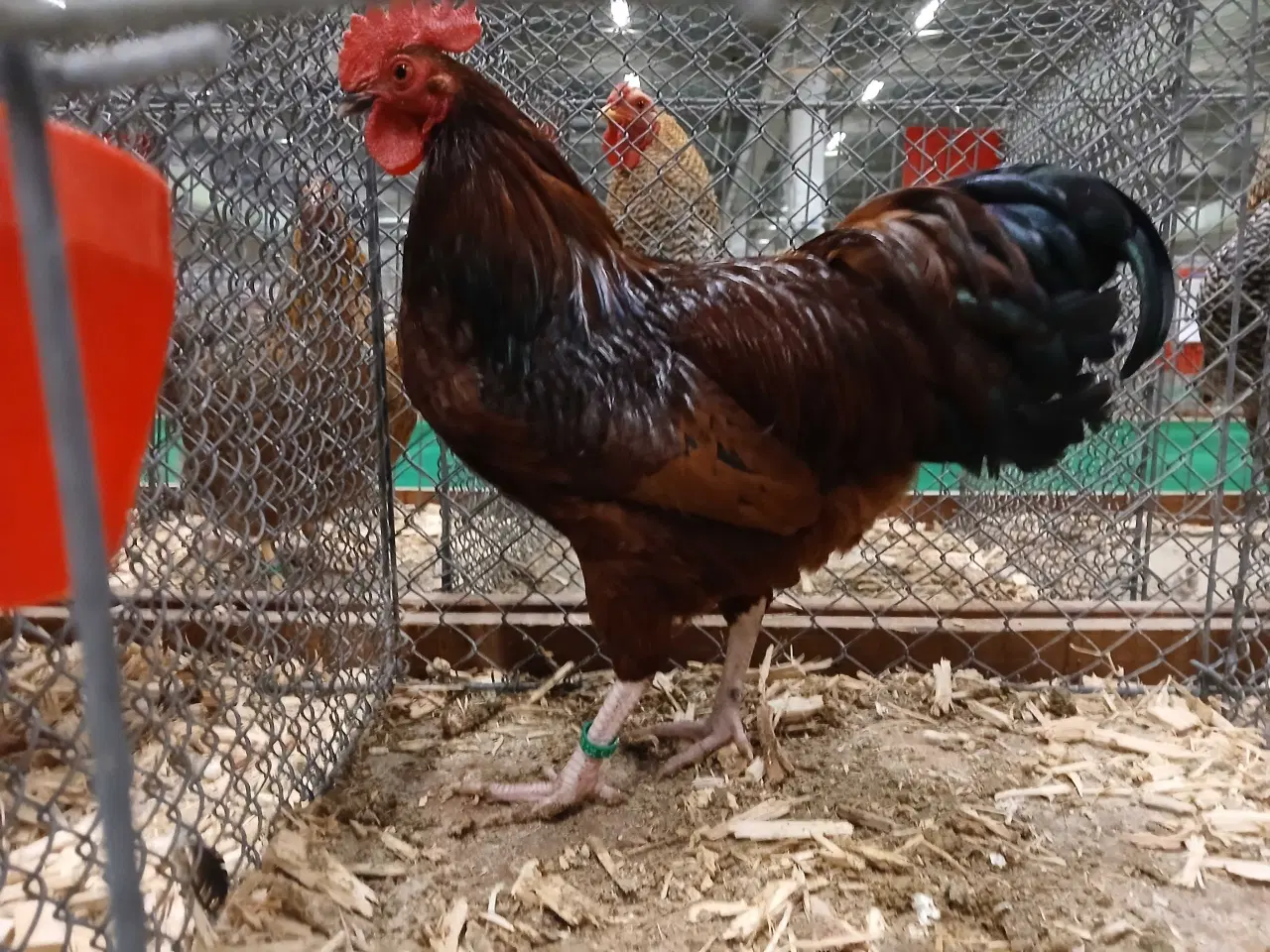 Billede 4 - Dværg Sussex, både høner og haner