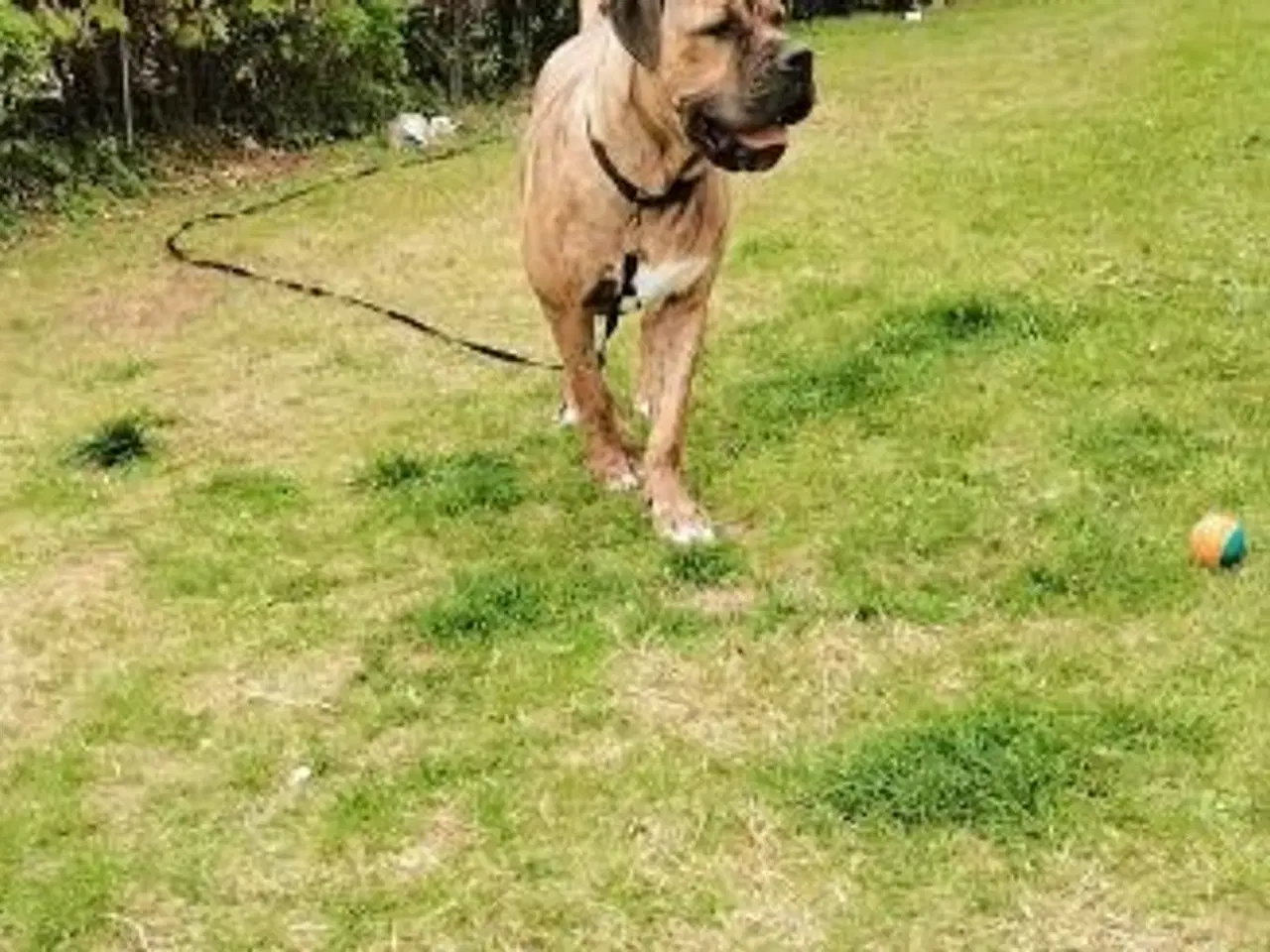 Billede 5 - Må jeg holde jul hos dig 🐕🐶