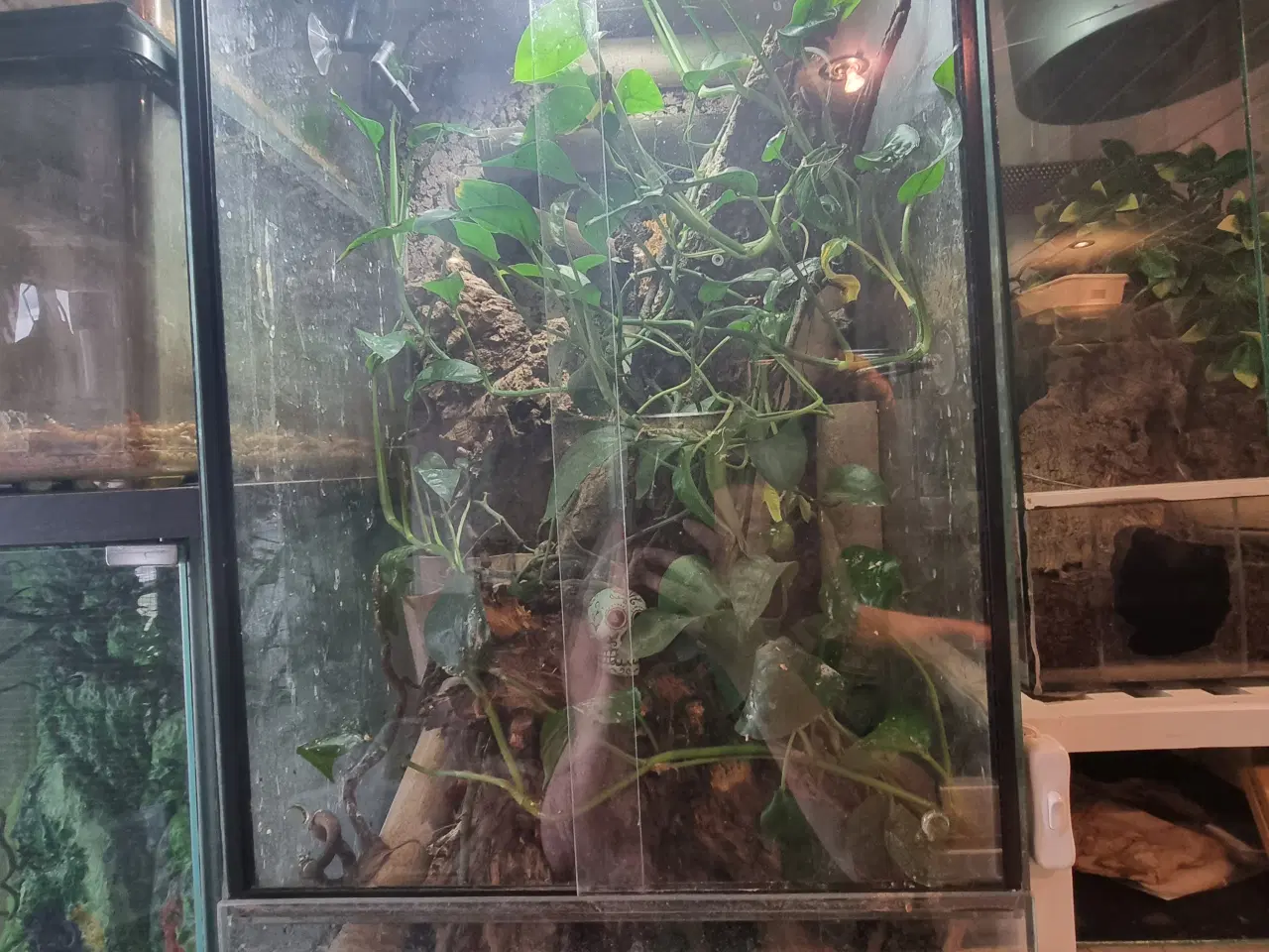 Billede 1 - Jomfru gekkoer inkl. terrarium 