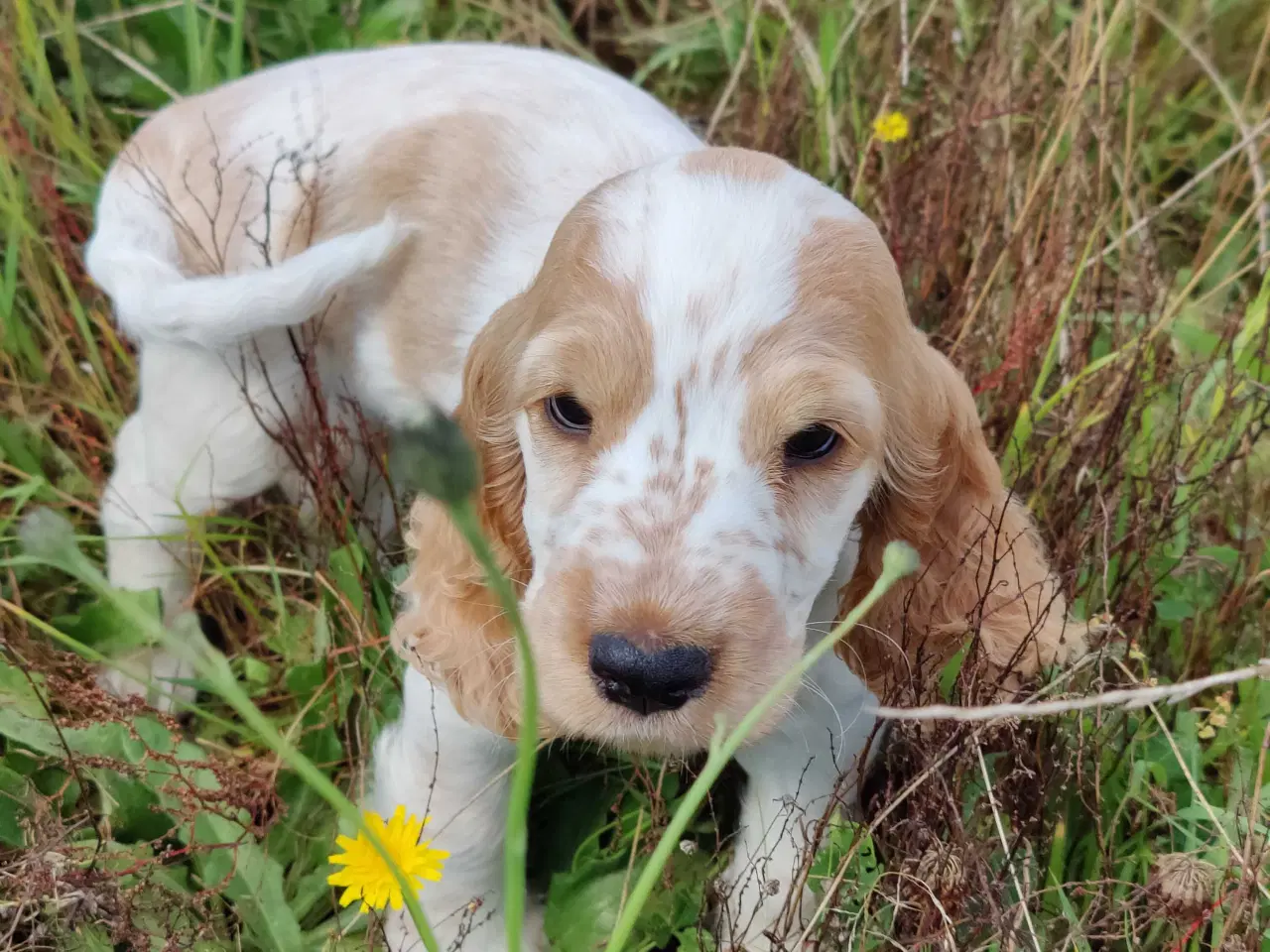 Billede 4 - Skøn cocker spaniel pige 