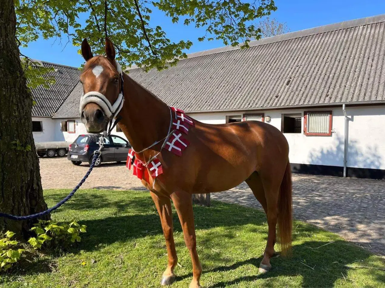 Billede 3 - 6 års allround araber vallak 