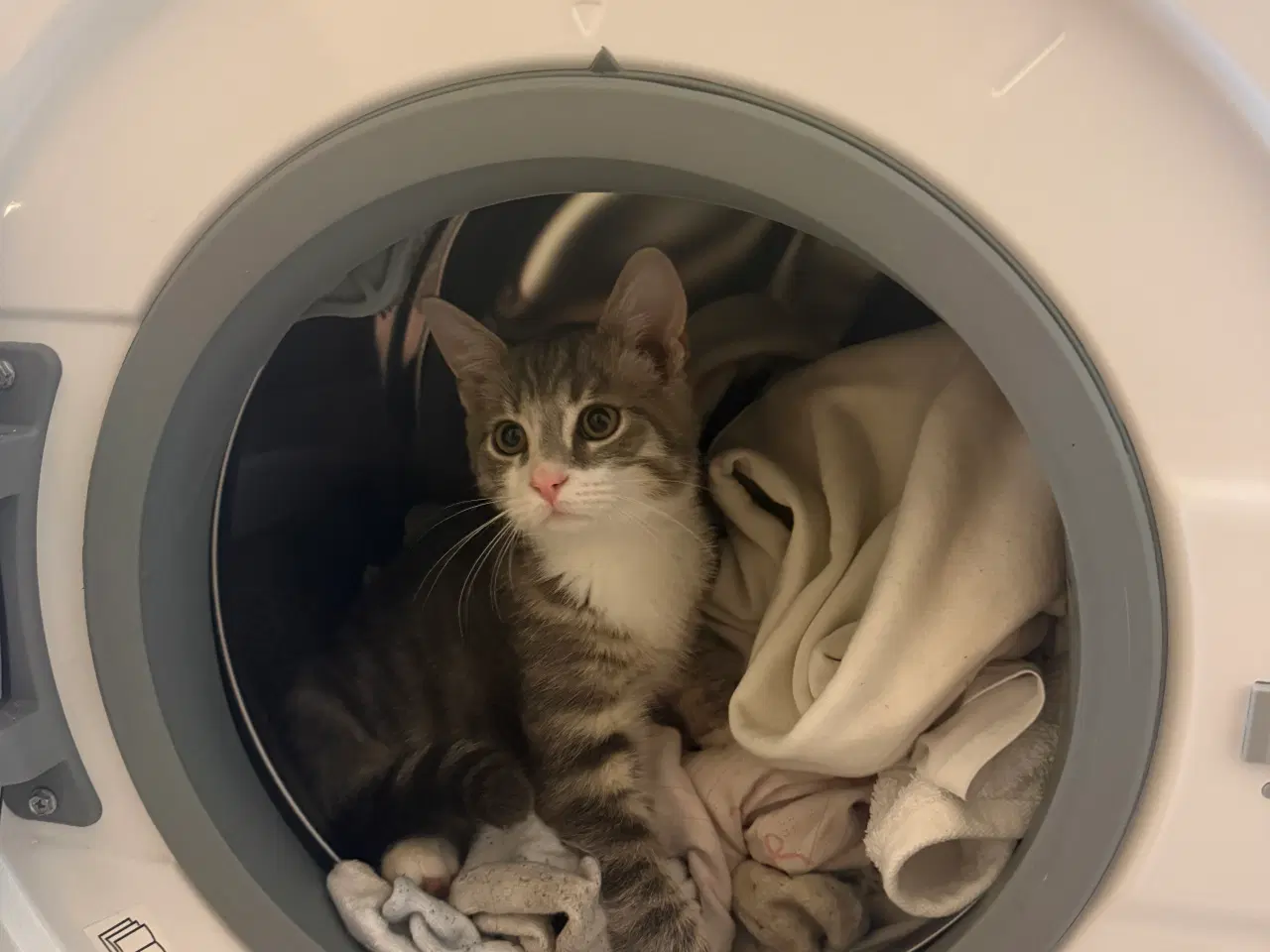 Billede 4 - 2 søde han killinger 