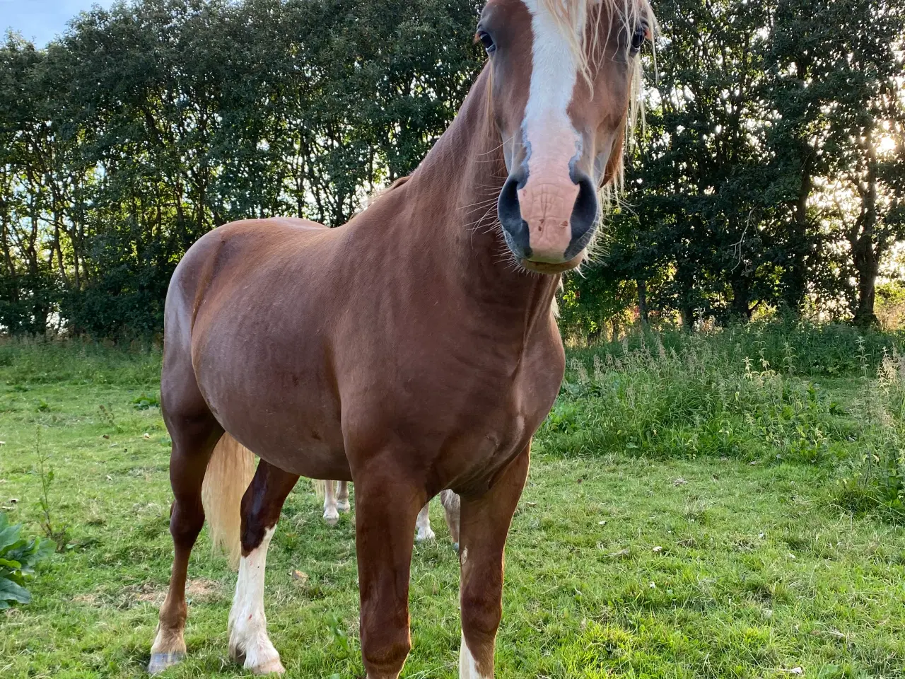 Billede 6 - Welsh cob vallak