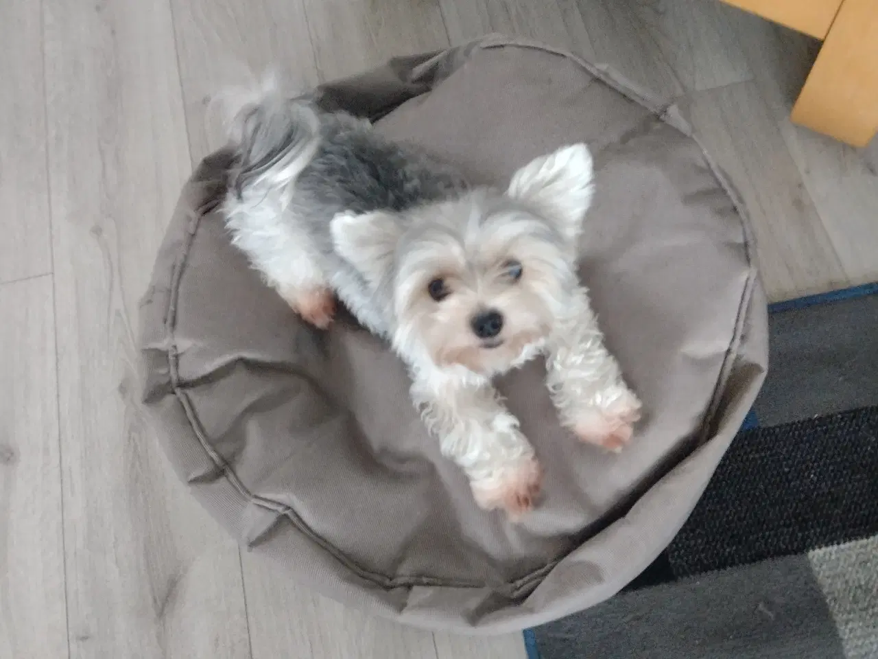 Billede 1 - Søger hanhund biewer Yorkshire Terrier til parring