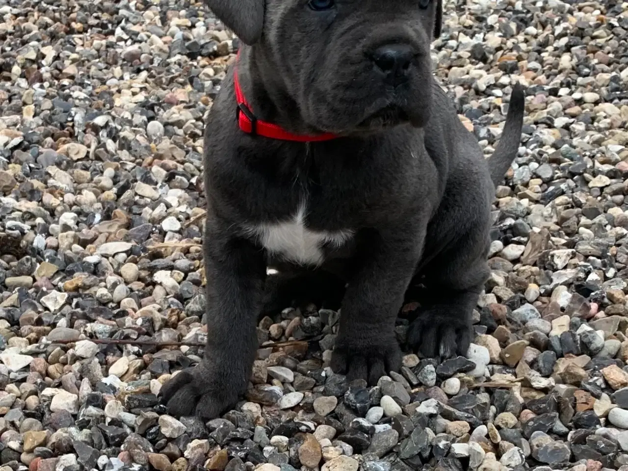 Billede 1 - Cane Corso Italiano hvalpe 