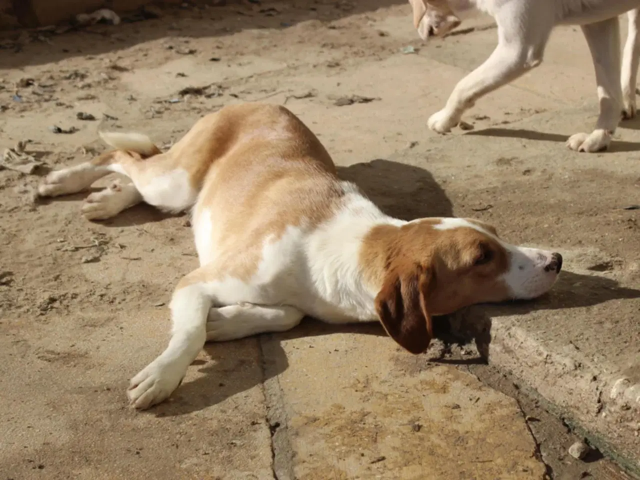 Billede 9 - Søde Riga søger sit helt eget hjem