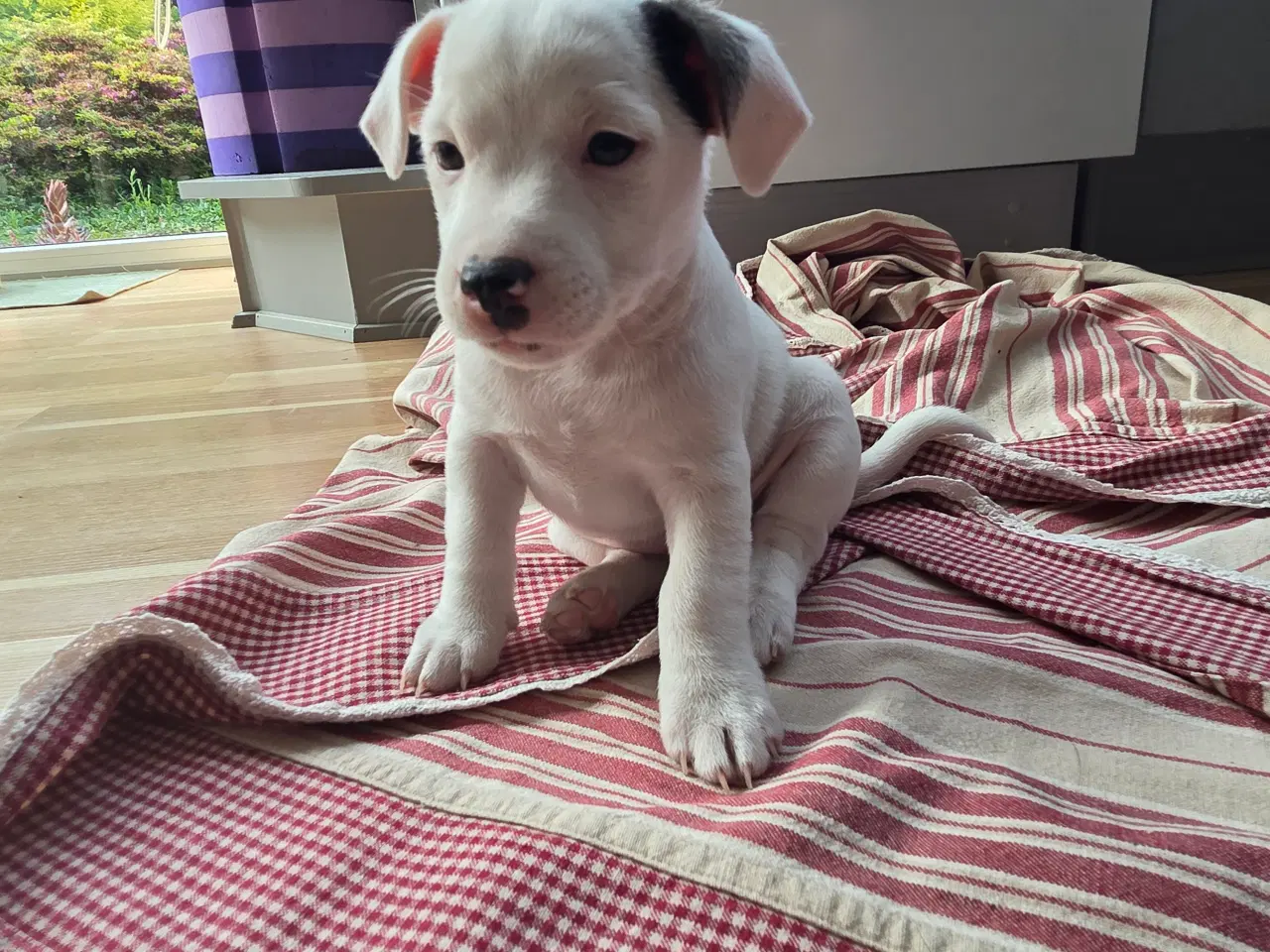 Billede 5 - Jack russell terrier hvalpe
