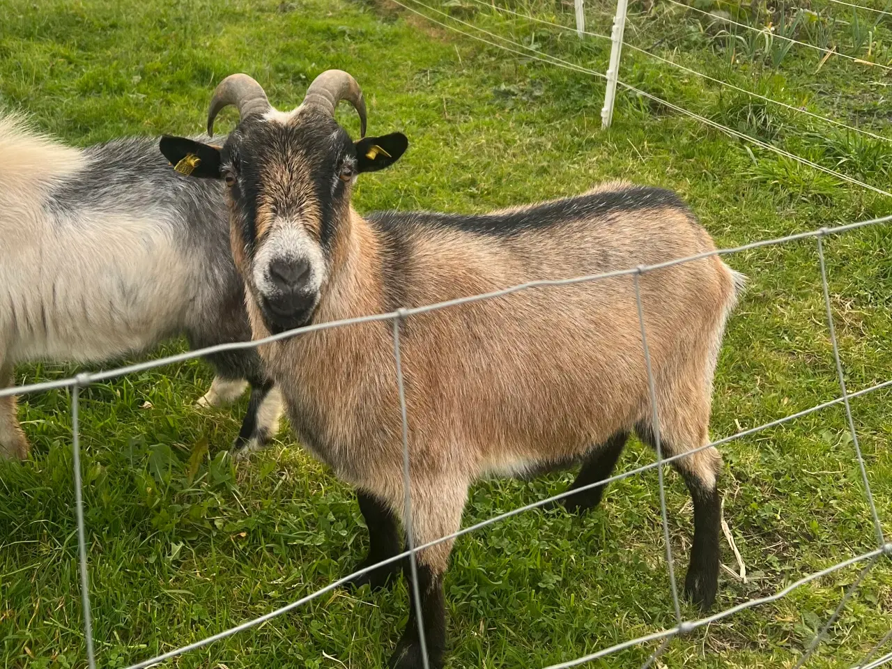 Billede 4 - To dværggeder Mette og Herman