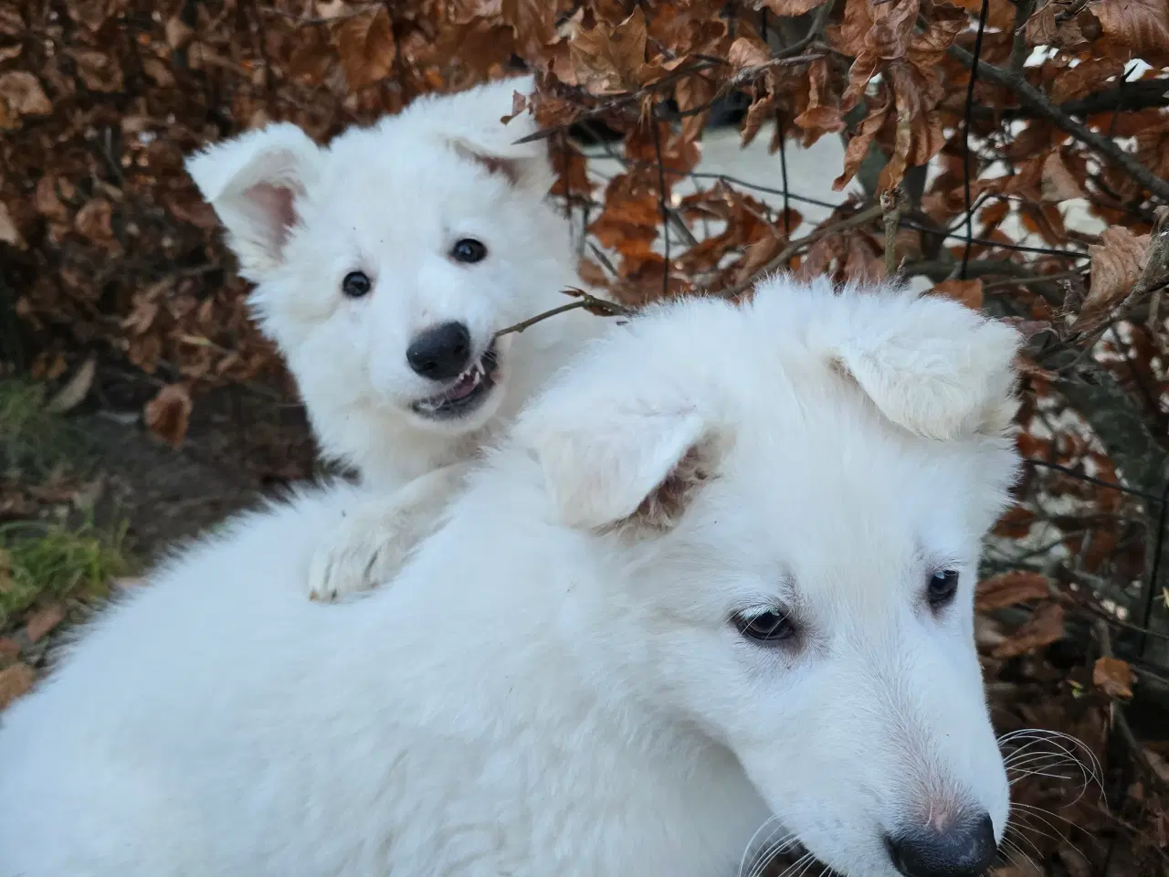 Billede 17 - Hvid Schweizisk hyrdehund 