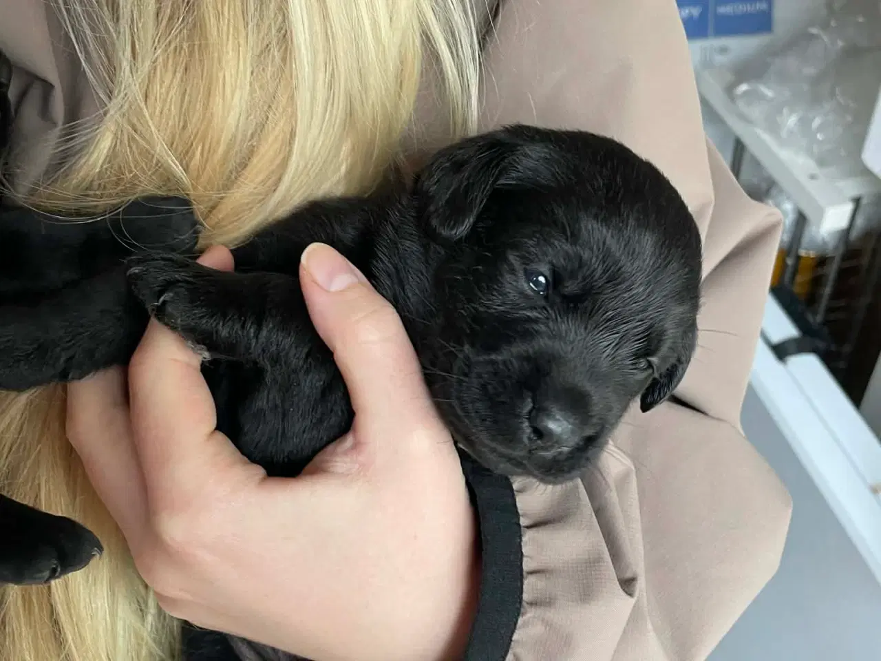 Billede 2 - Skønne labradorhvalpe sælges