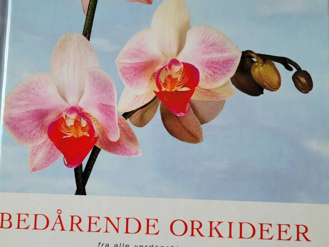 Billede 5 - Orkideer, alt godt fra Haven 