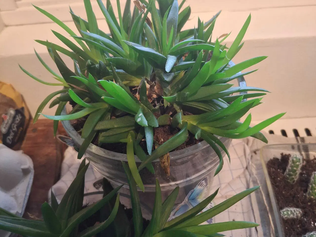 Billede 3 - Baby-planter klar til nye vindueskarme