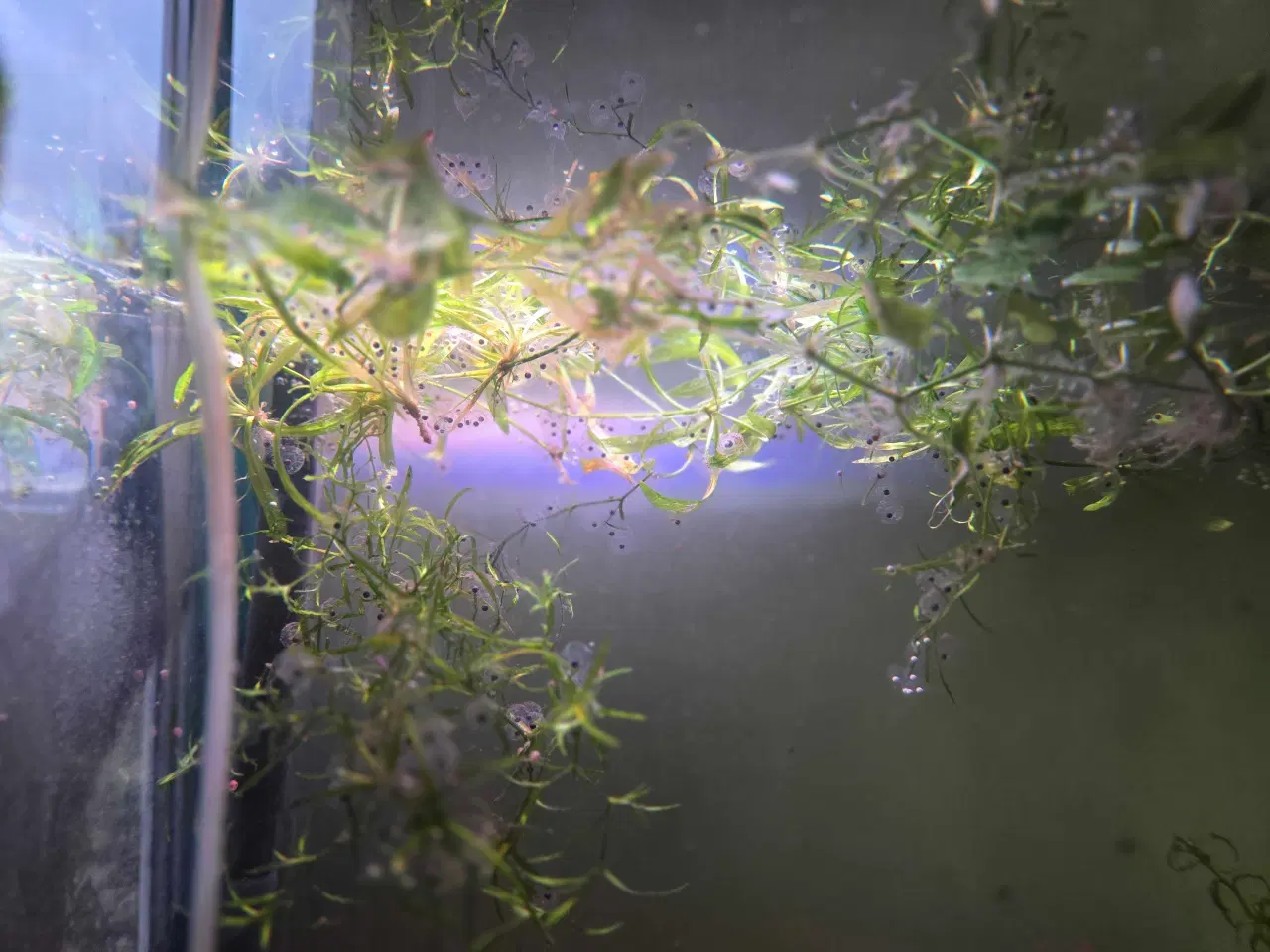 Billede 4 - Sjældne voksne axolotler 