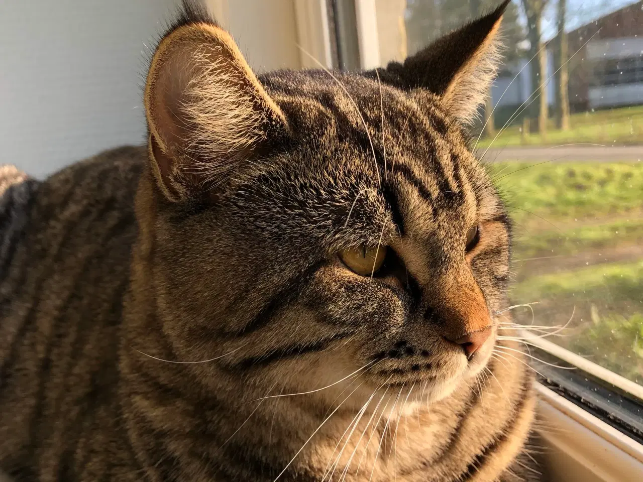 Billede 8 - British / huskat blanding