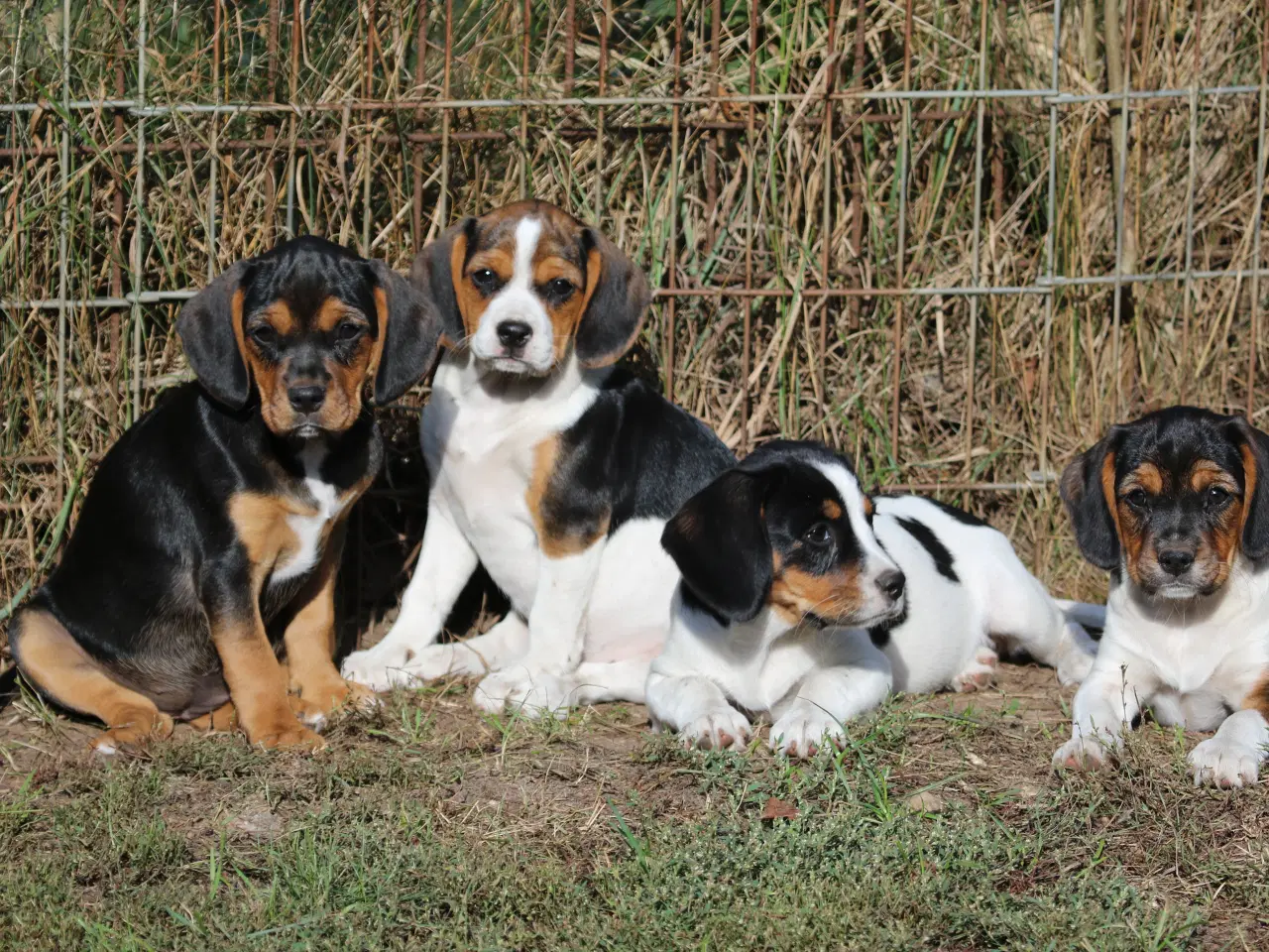 Billede 3 - cavalier king charles spaniel x dansk svensk 