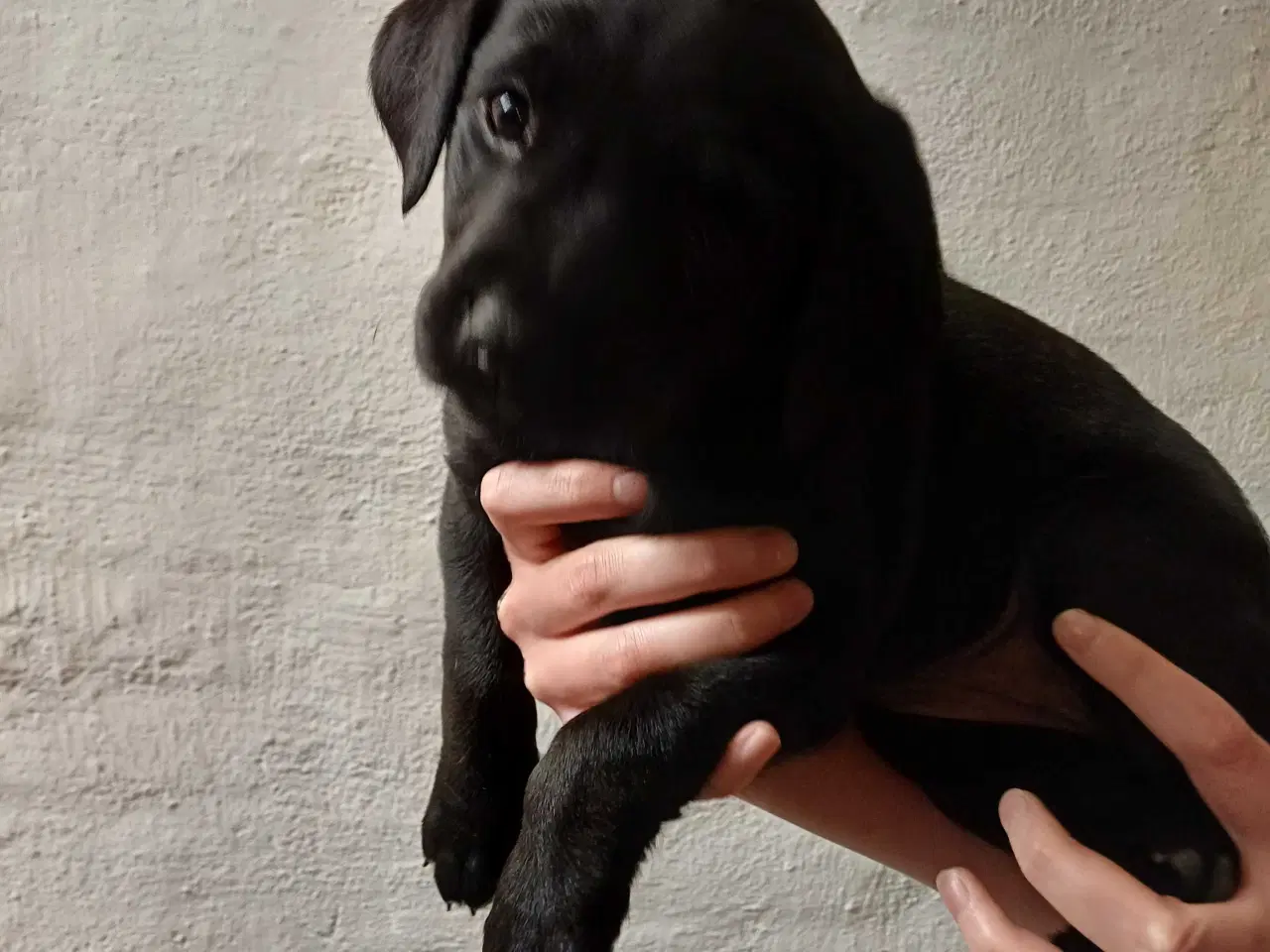 Billede 13 - Labrador F1 hvalpe