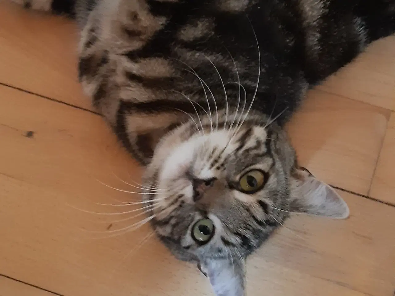 Billede 3 - Dejlig blotched tabby søger nyt hjem