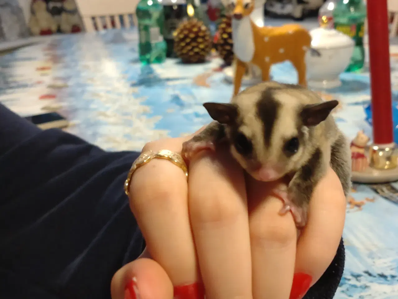 Billede 3 - Sugar glider