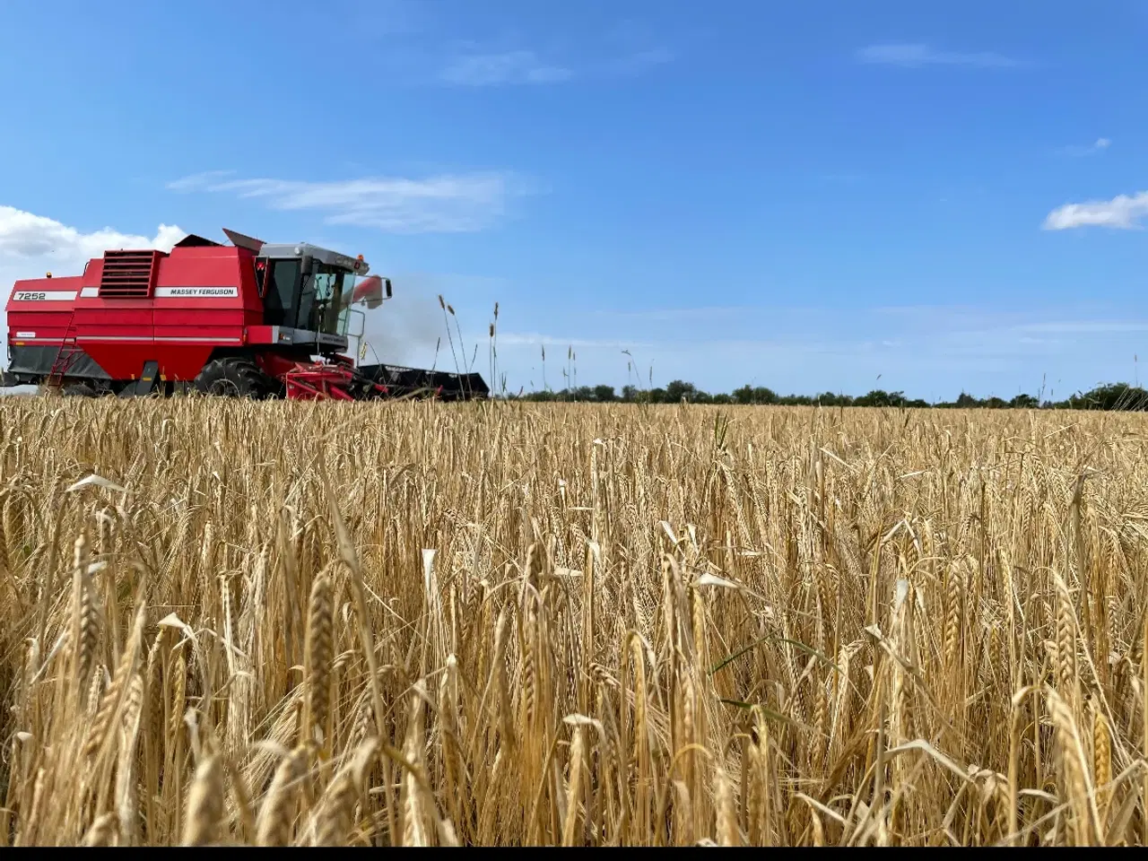 Billede 4 - MF 7252 mejetærsker