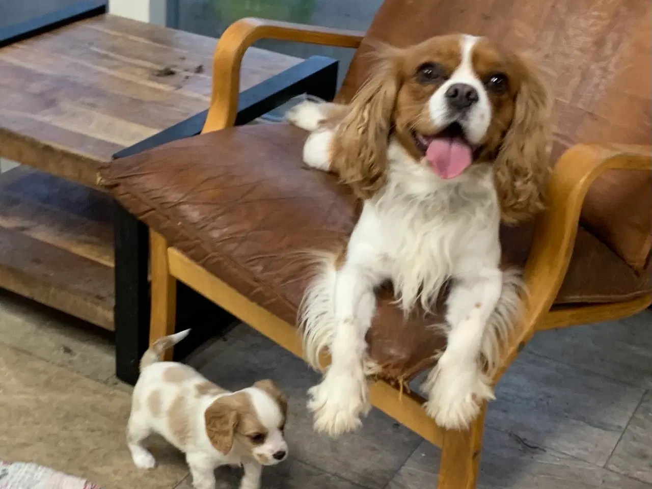 Billede 17 - De yndigste cavapoo babyer 