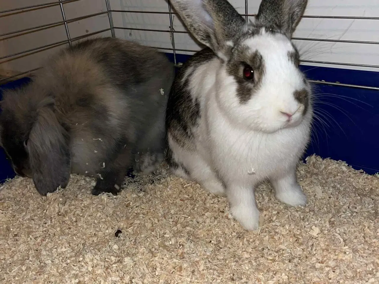 Billede 4 - 2  hun dværgkaniner søger nyt hjem
